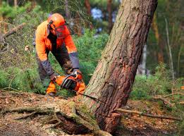 Best Commercial Tree Services  in Imperial, PA